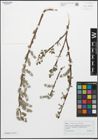 Foto von Salix atrocinerea Brot.